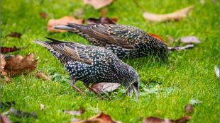European Starlings on lawn