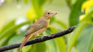 A Summer Tanager with a wasp in its beak, and perched on a branch amidst green leaves