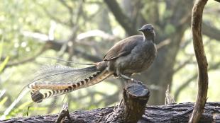 A light brown bird stands poised on a fallen log. He faces the viewer and looks to his right, as his splendidly long tail feathers fan out behind him.
