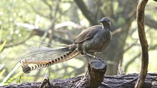 A light brown bird stands poised on a fallen log. He faces the viewer and looks to his right, as his splendidly long tail feathers fan out behind him.
