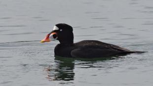 A male Surf Scoter floating on water, facing viewer's left