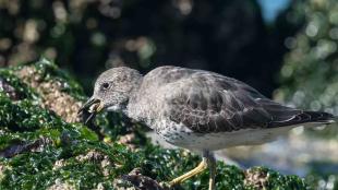 Surfbird foraging, eating a barnacle