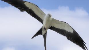 Swallow-tailed Kite in flight seen from underneath, wings outstretched against a partly cloudy sky