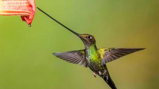 An iridescent green hummingbird hovers while its extremely long black beak touches the entrance of a flower.