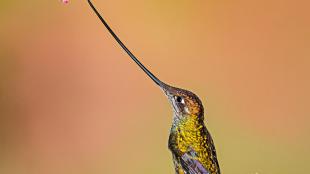 Un colibrí picoespada posando en una ramita bajo una flor, sobre un fondo brillante. 