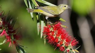 Tennessee Warbler on red flowers