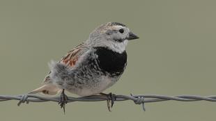 A Thick-billed Longspur sits on a strand of barbed wire. The bird looks to its left, and displays a black throat, speckled belly, white eyebrow, and brown patterned wings. 