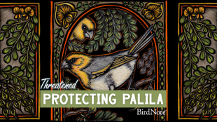 The episode artwork for Threatened: Protecting Palila.