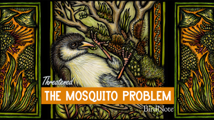 The episode illustrative graphic for Threatened: The Mosquito Problem