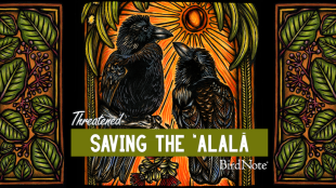 The Threatened episode artwork for "Saving the ʻAlalā"