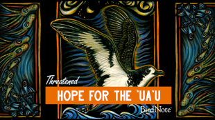 The episode artwork for Threatened: "Hope for the ‘Ua‘u"