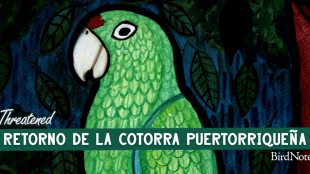 The artwork for Threatened en Español episode 1