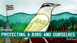 An illustration of a Black-whiskered Vireo, with the text: "Protecting a Bird and Ourselves" 