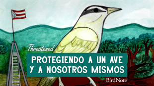 Illustration for Threatened en Español: Protegiendo a un ave y a nosotros mismos