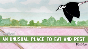 An illustration of a Black-necked stilt. It's has a white underside and a black top. The text under it reads "An Unusual Place to Eat and Rest"