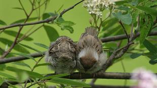 Tree Sparrow roosting