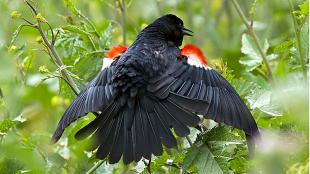 A Tricolored Blackbird with its wings outstretched showing the red and white patches on its shoulders
