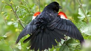 Tri-colored Blackbird showing its "epaulets"