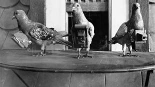 A old black-and-white photo showing three pigeons with cameras strapped to their chests