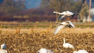 Trumpeter swans landing in a field of harvested crops stubble in Skagit Valley, WA