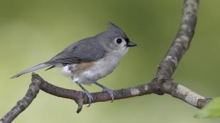A Tufted Titmouse looks to its left, showing soft gray feathers and white throat and belly, while standing on a slender branch.