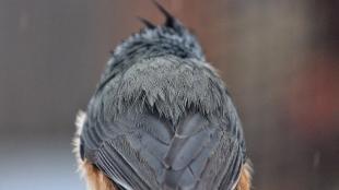 A small gray bird with its back to the viewer. A tuft of feathers can be seen on its head.