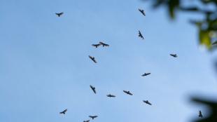 Dozens of Turkey Vultures soaring together in a blue sky