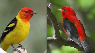 A Western Tanager with bright yellow plumage and red head on the left, a Scarlet Tanager with red body and black wings on the right.