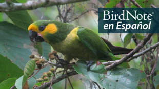 A green parrot with yellow cheeks and a black beak looks toward the viewer while perched on a branch. "BirdNote en Español" appears in the top right corner. 