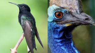 Combined photo showing a Black Jacobin hummingbird and closeup of a Cassowary