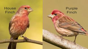 Photo comparing a House Finch on the left and a Purple Finch on the right