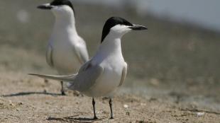 A pair of white birds with gray backs and black heads and beaks stand looking in opposite direction while standing at a shoreline