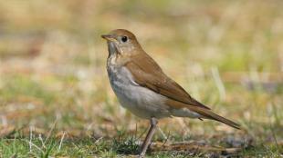 A Veery standing in left profile on grassy ground in sunlight