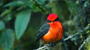 Male Vermilion Flycatcher, resting on a branch amidst greenery and glowing like a jewel.