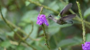 Violet-crowned Hummingbird chooses a bright purple flower against a vibrant green background