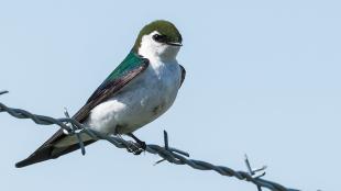 Violet-green Swallow perched on a wire