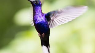 Violet Sabre-wing hummingbird hovering mid-air, showing long curved bill and iridescent purple throat and chest