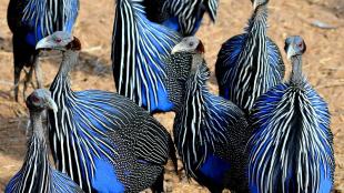 Vulturine Guineafowl standing together, showing bright blue feathers accented with black and white stripes and dots, their heads and necks bare