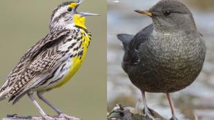 Western Meadowlark compared to American Dipper