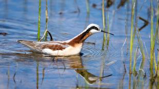 A female Wilson's Phalarope foraging in wetlands scene, her brown, grey, and white plumage reflected in the blue water. Her long neck is stretched forward, with a black stripe running up to her eye, while her long black beak leads the way.
