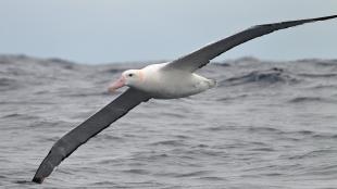 Un albatros viajero volando sobre el mar