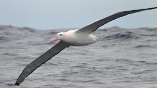 Wandering Albatross flying low over the water, it's long gray wings stretched out, white body held horizontal, pink beak