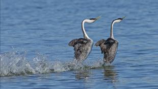 Pair of Western Grebes doing their courtship "water ballet", wings outstretched as they they go across the water, running on the surface side by side