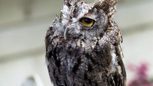 Western Screech Owl