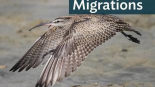 A Whimbrel in flight