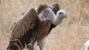 White-backed Vulture crouched in a grassy field, showing its brown wings and long white neck.