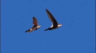 Pair of White-Throated Swifts in flight in a clear blue sky