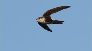 White-throated Swift in flight