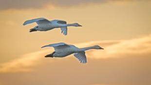 Two white Whooper Swans flying against a golden, cloudy sky.