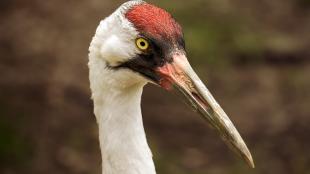 Whooping Crane in closeup view, bright red plumage on top of its head and very long beak